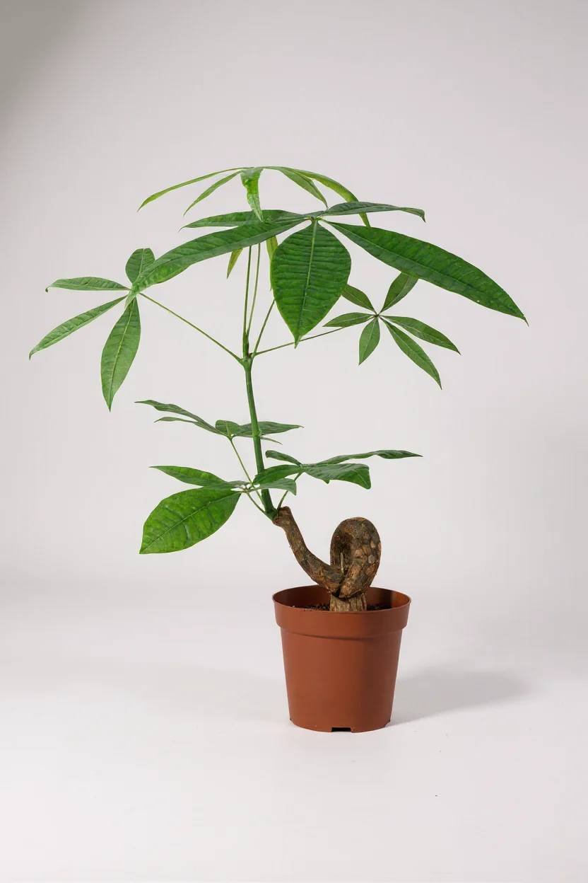 Money Tree Bonsai - Image 7