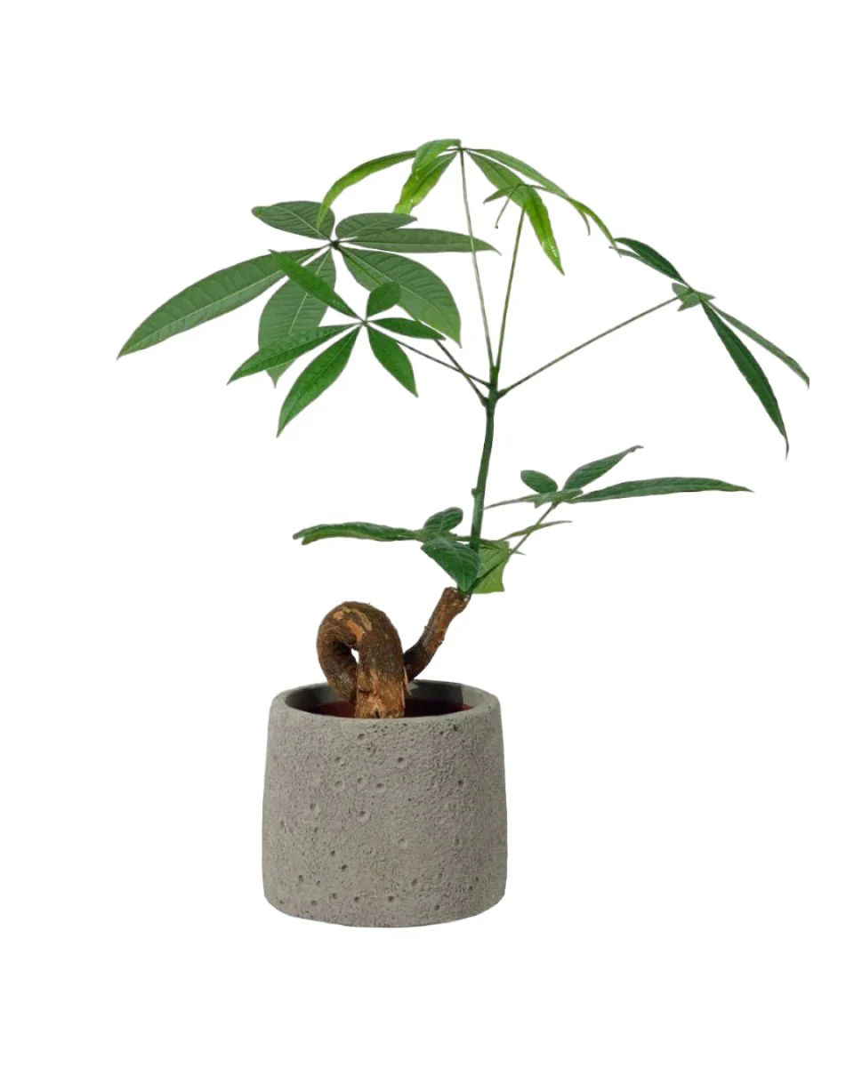 Money Tree Bonsai - Image 8