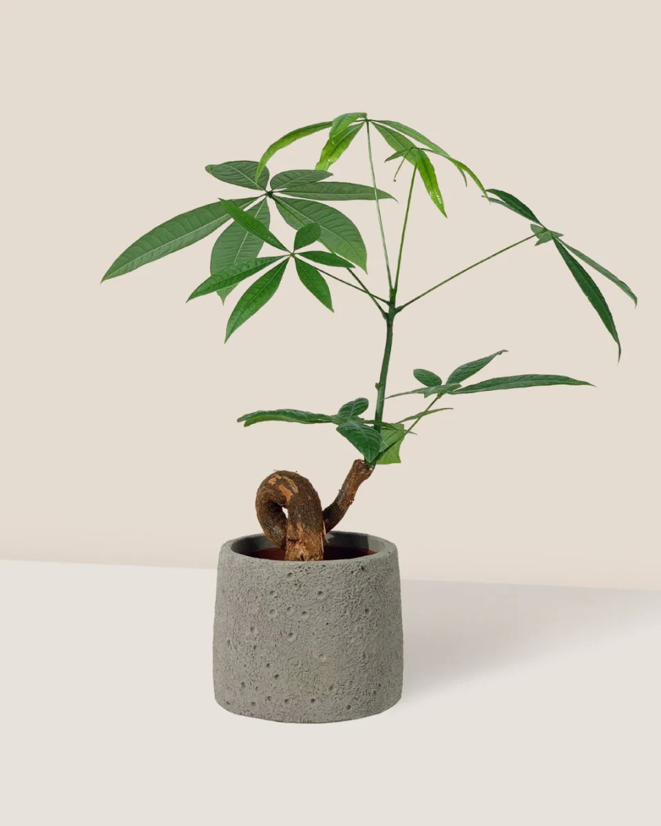Money Tree Bonsai - Image 9