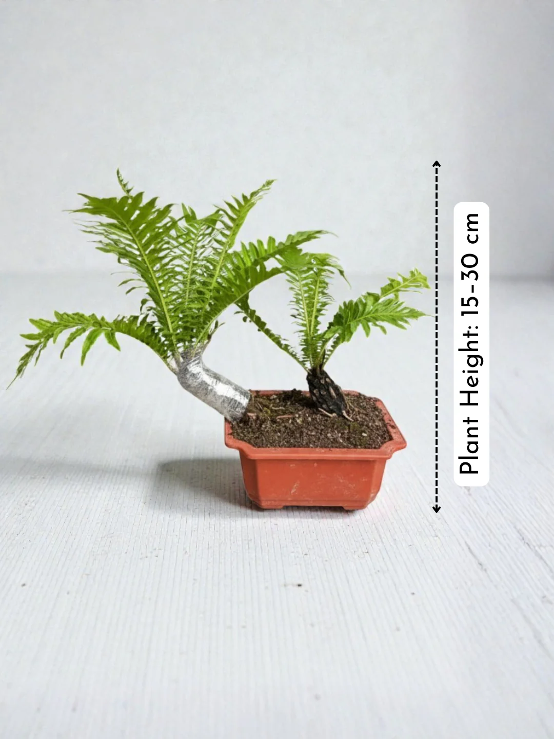 Bonsai Tree Fern - Silver Lady - Image 4