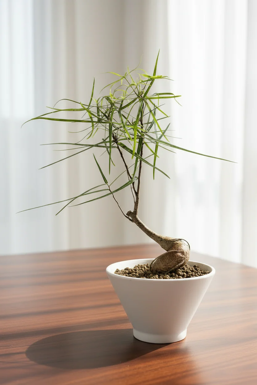 Bottle Tree Japanese Bonsai