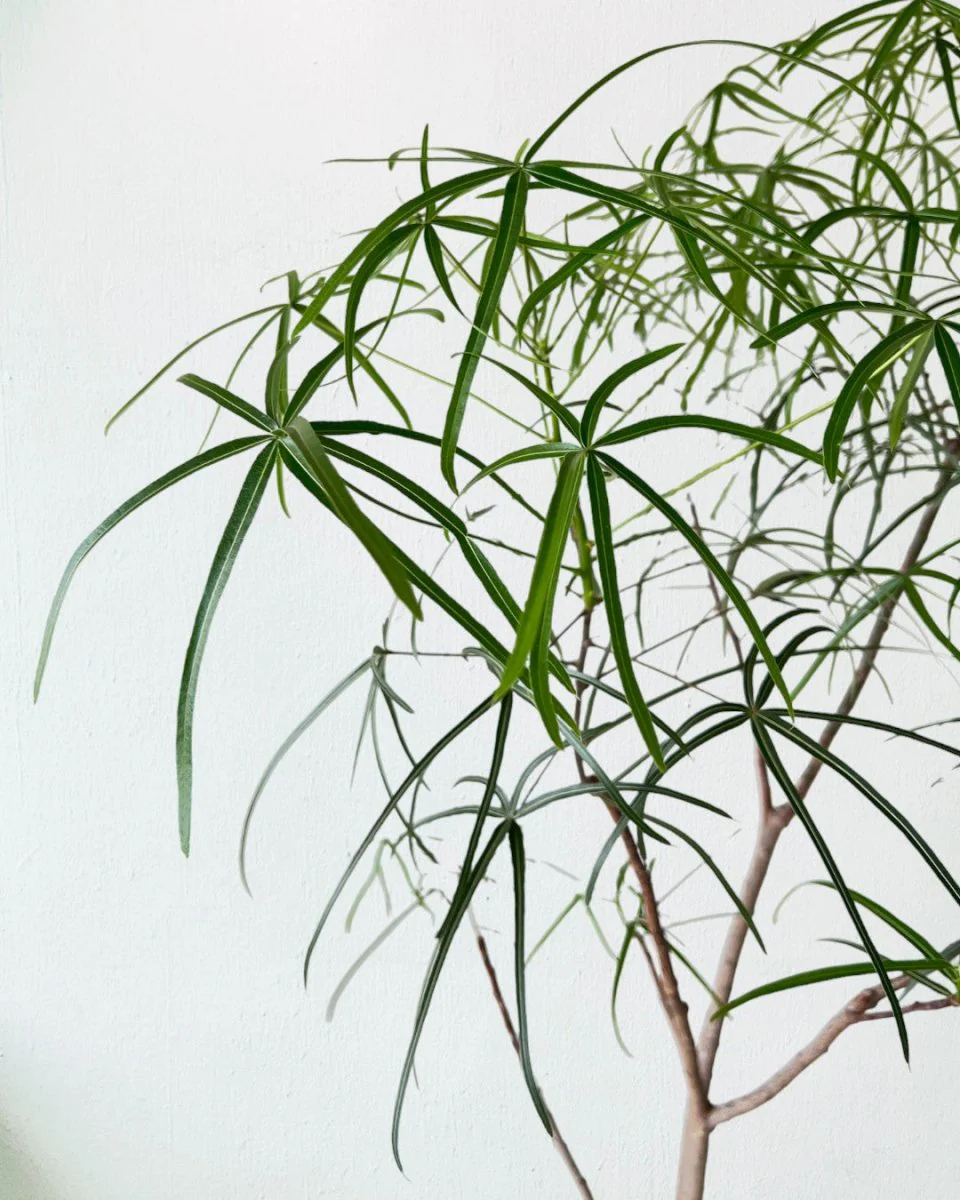 Bottle Tree Large (Brachychiton Rupestris) - Image 5