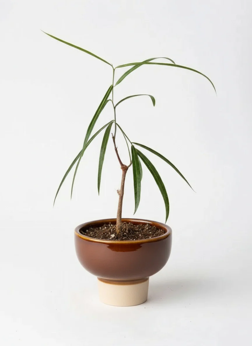 Bottle Tree Junior - Brachychiton Rupestris (Japan) - Image 8
