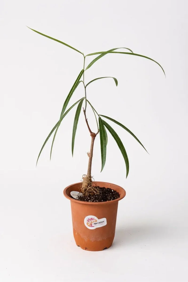 Bottle Tree Junior - Brachychiton Rupestris (Japan) - Image 9