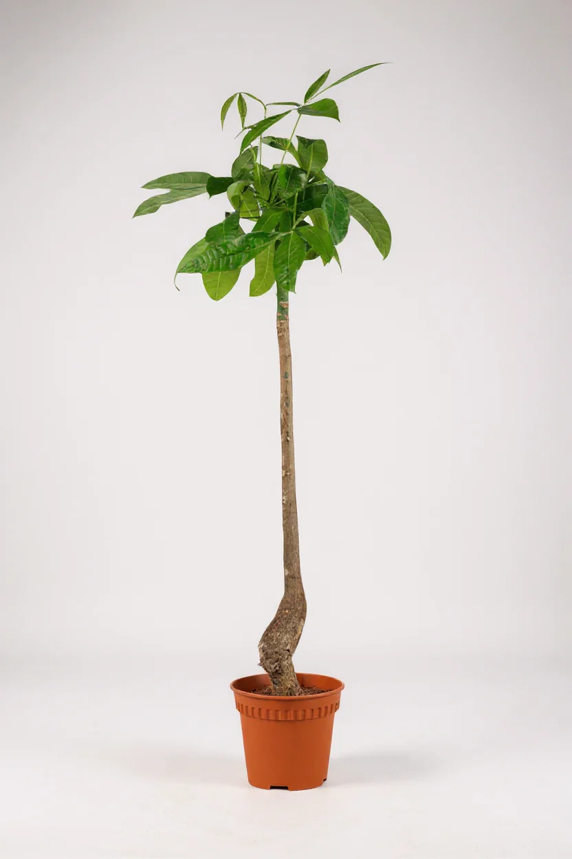 Money Tree Bottle-Trunk - Image 7