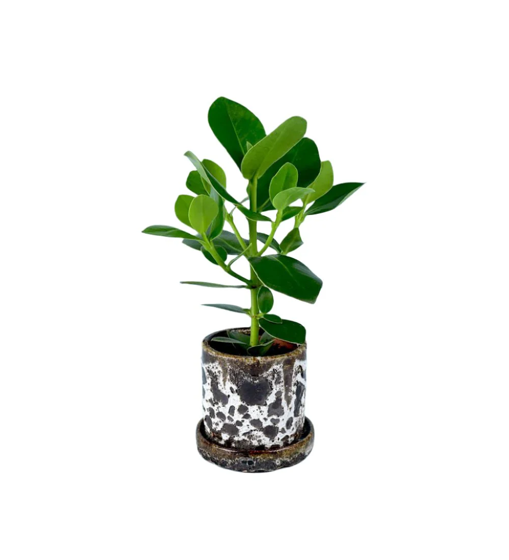 Brown Moon Pot - Large - Image 10
