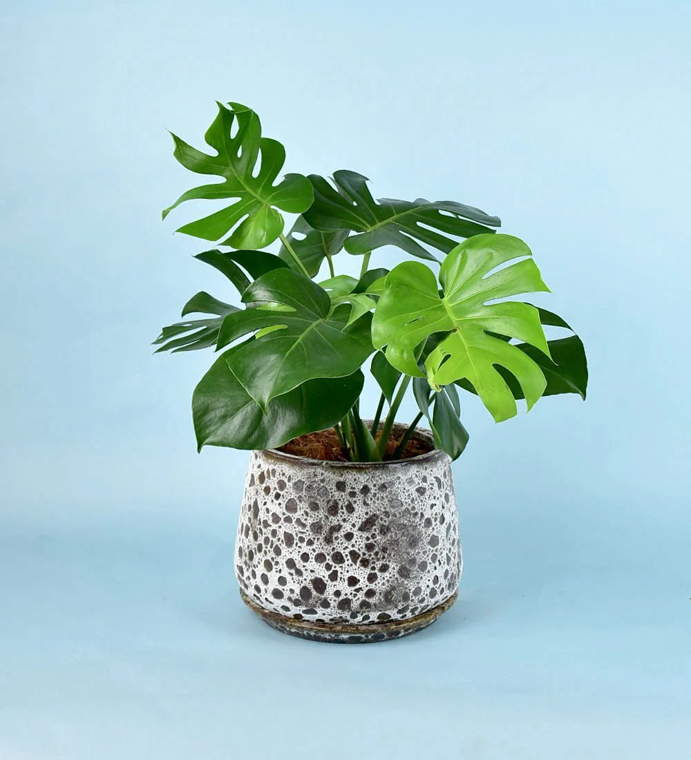 Brown Moon Pot - Large - Image 6