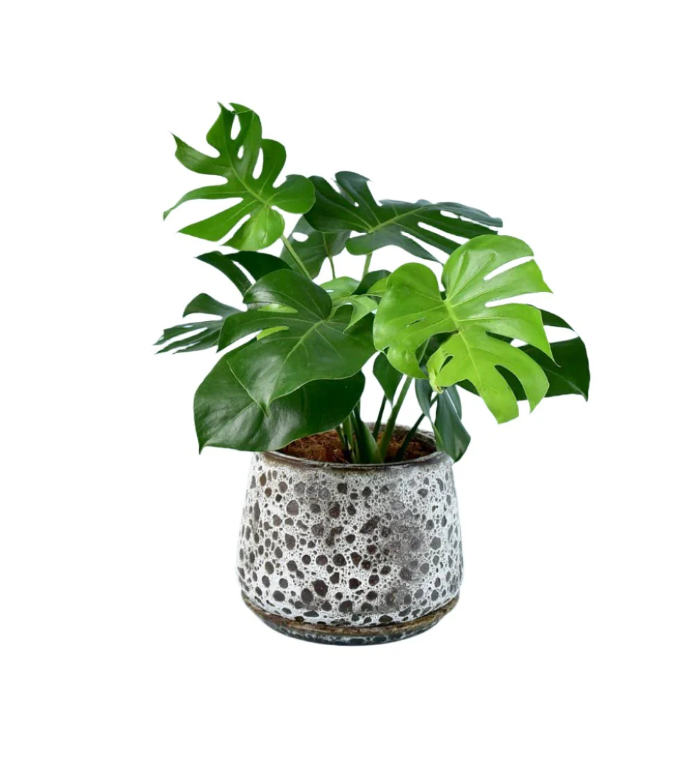 Brown Moon Pot - Large - Image 9