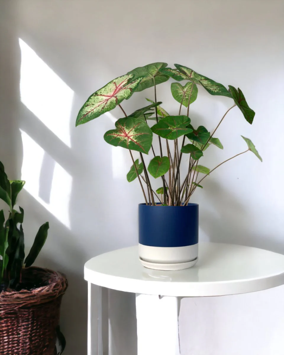 Caladium Cherry Blossom - Image 2