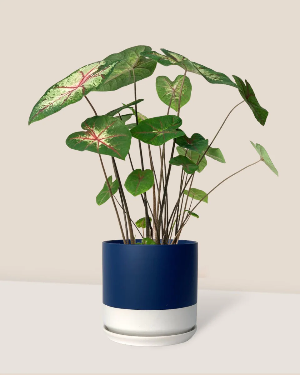 Caladium Cherry Blossom - Image 3