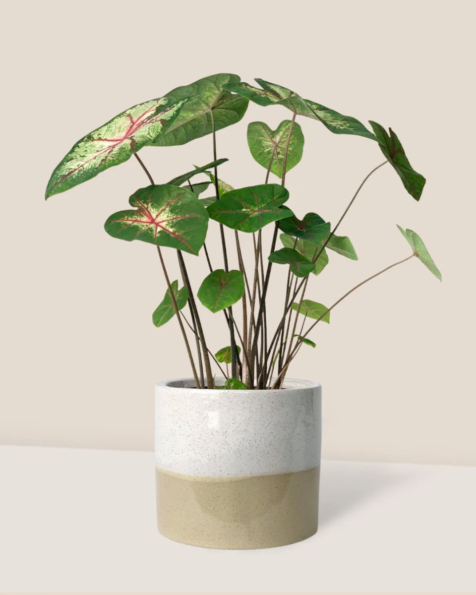 Caladium Cherry Blossom - Image 4