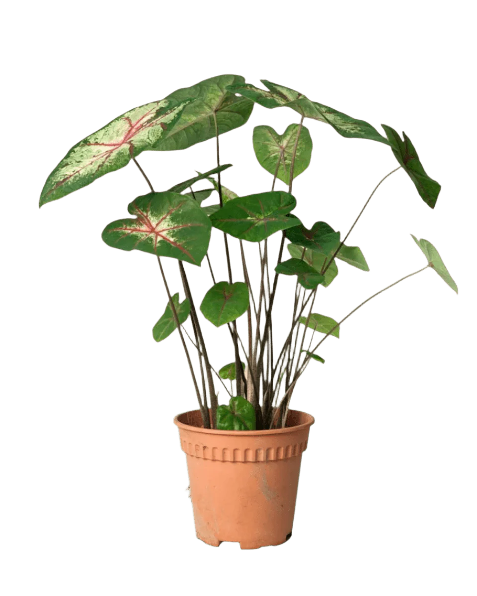 Caladium Cherry Blossom - Image 7