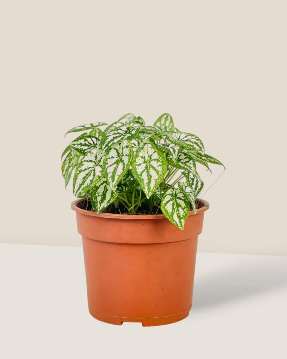 Caladium Humboldtii Plant - Image 3