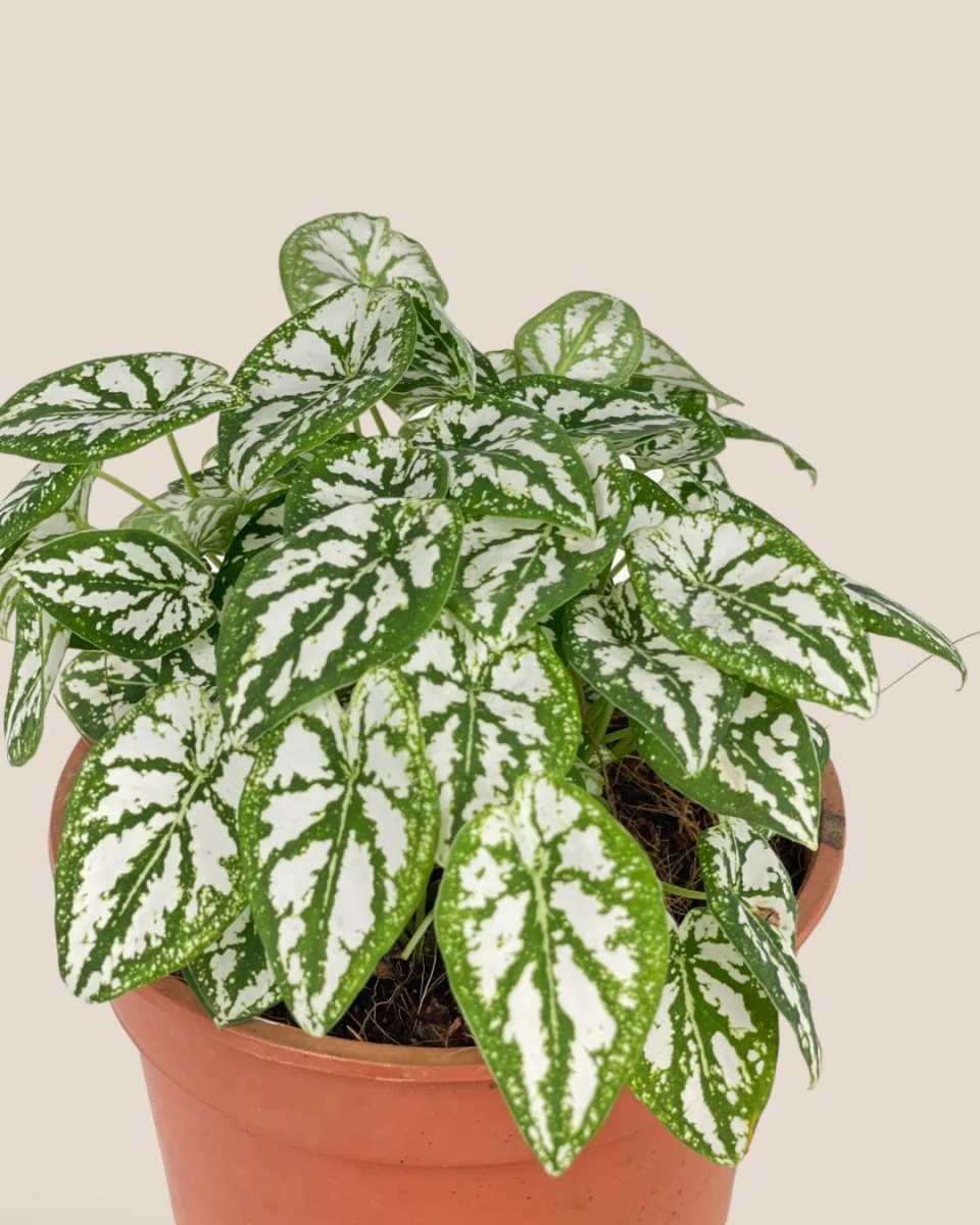 Caladium Humboldtii Plant - Image 4