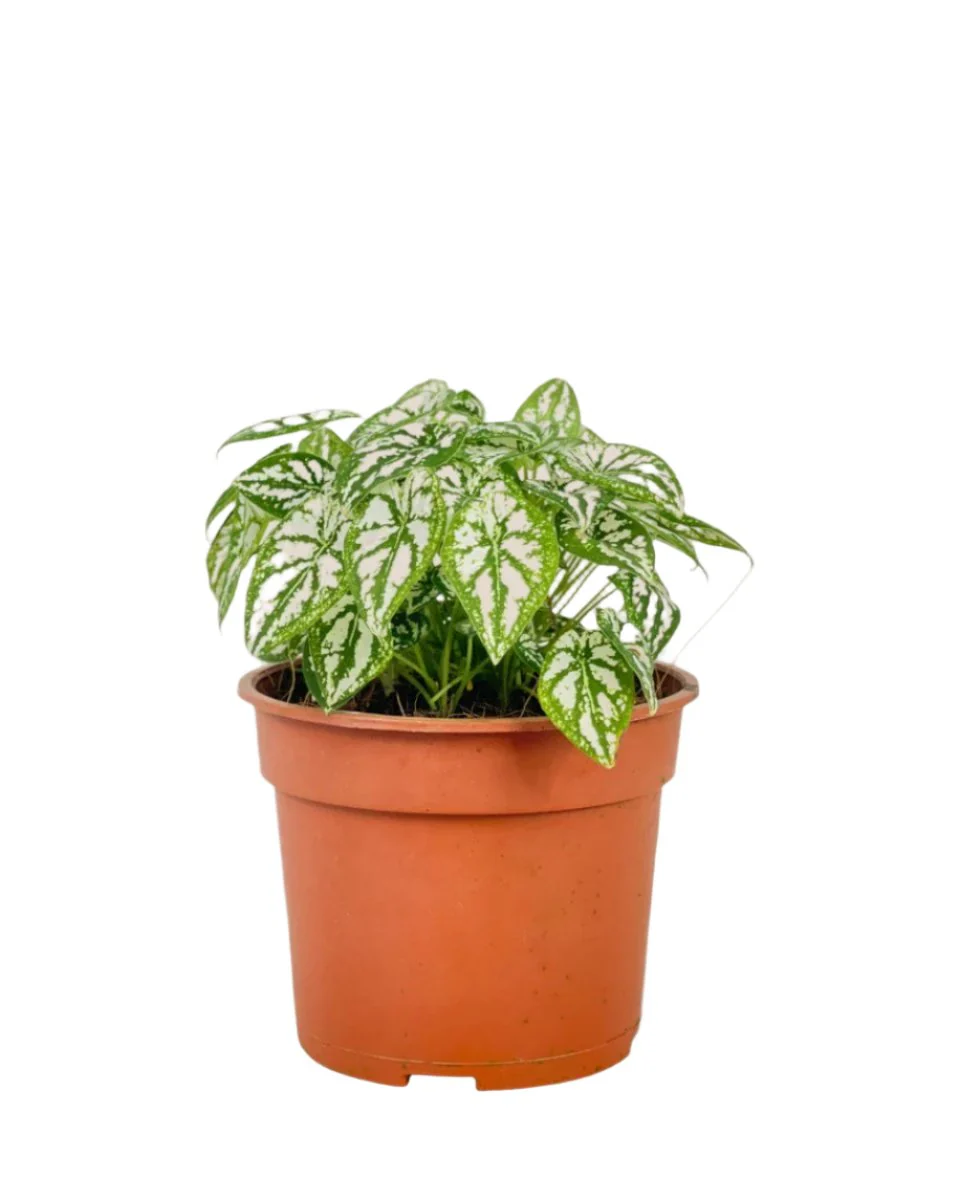 Caladium Humboldtii Plant - Image 5