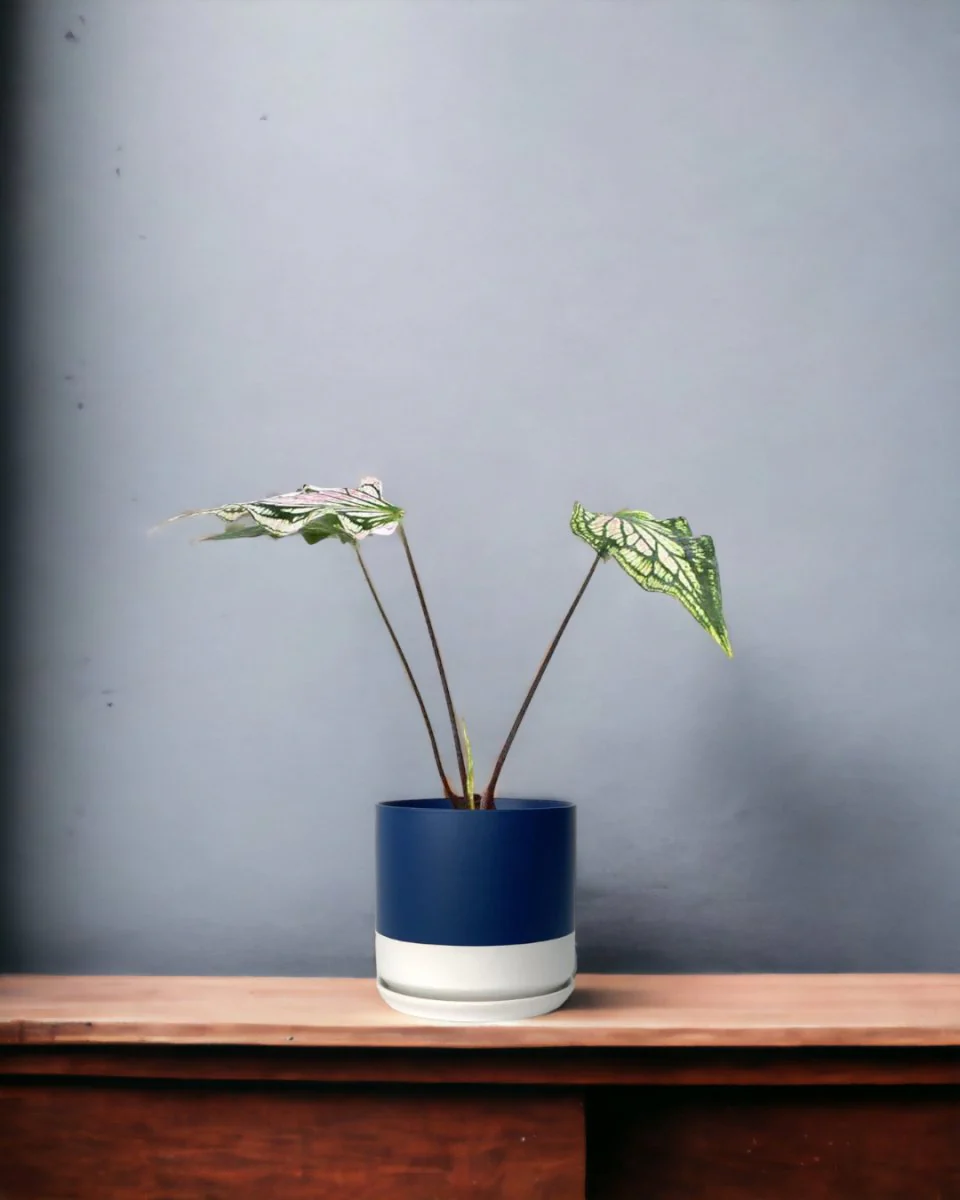 Caladium ‘Thai Beauty’ - Image 2