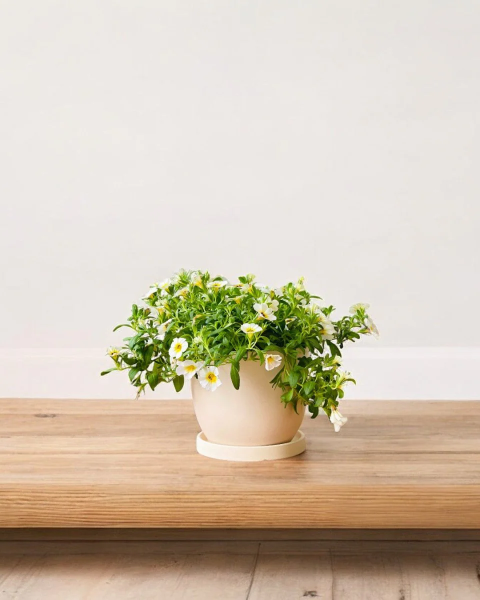 Calibrachoa Plant - Image 2