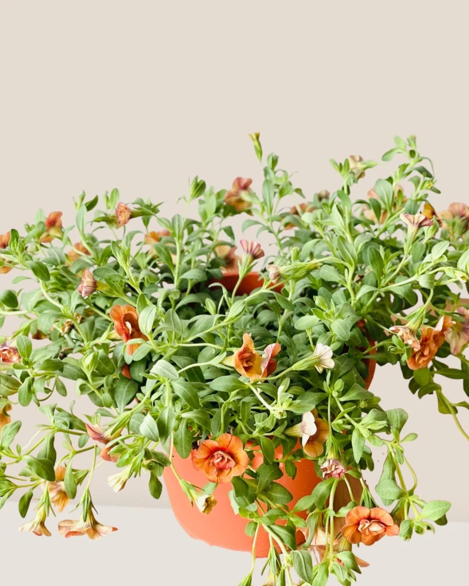 Calibrachoa Plant - Image 5
