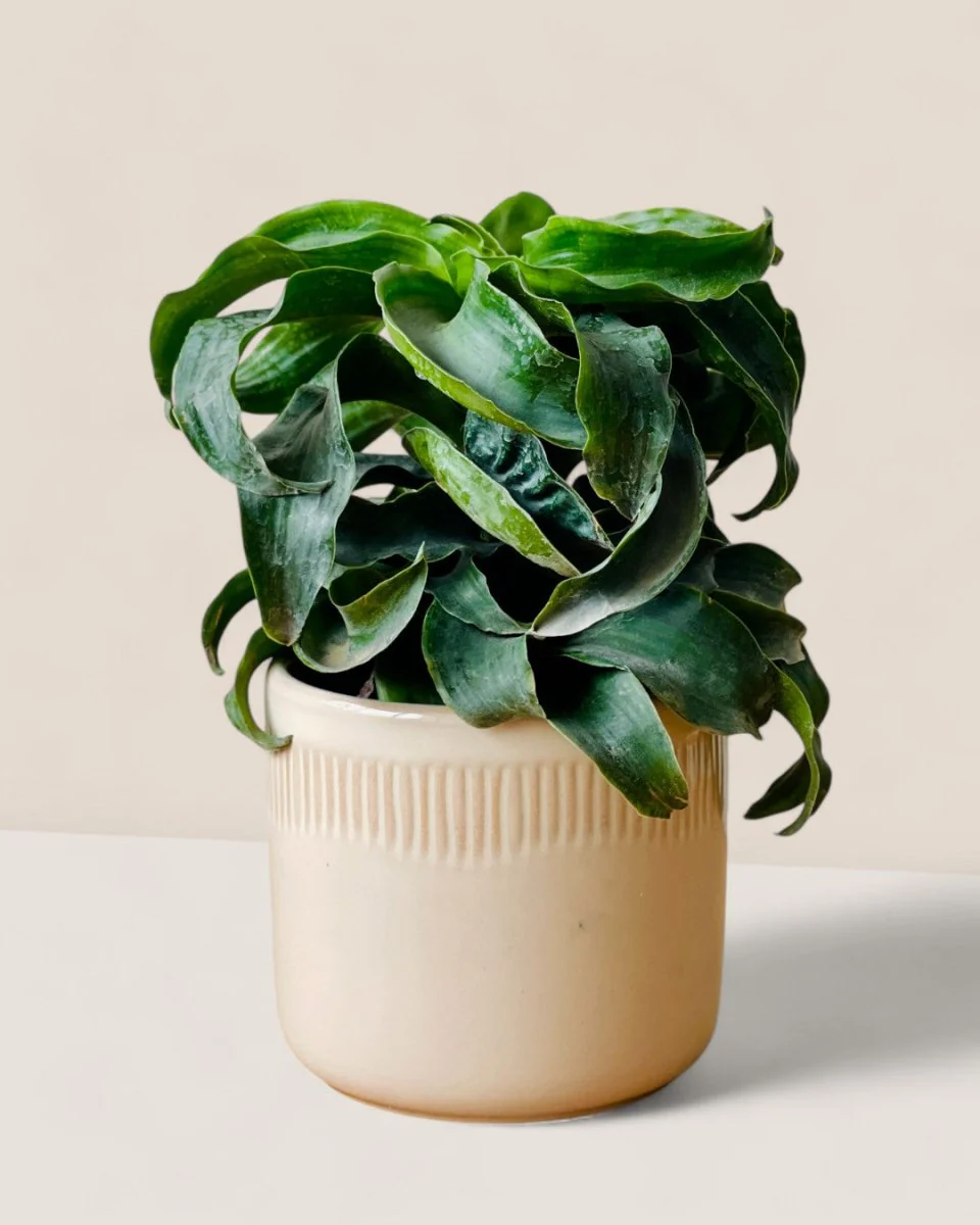 Cath Ceramic Pot - Image 4