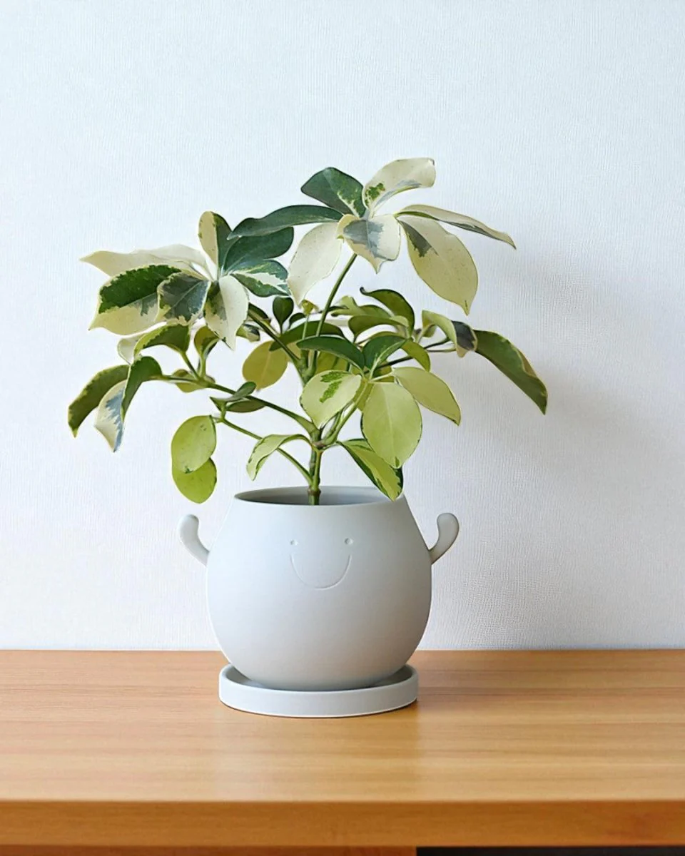 Cheer Planter - Image 4