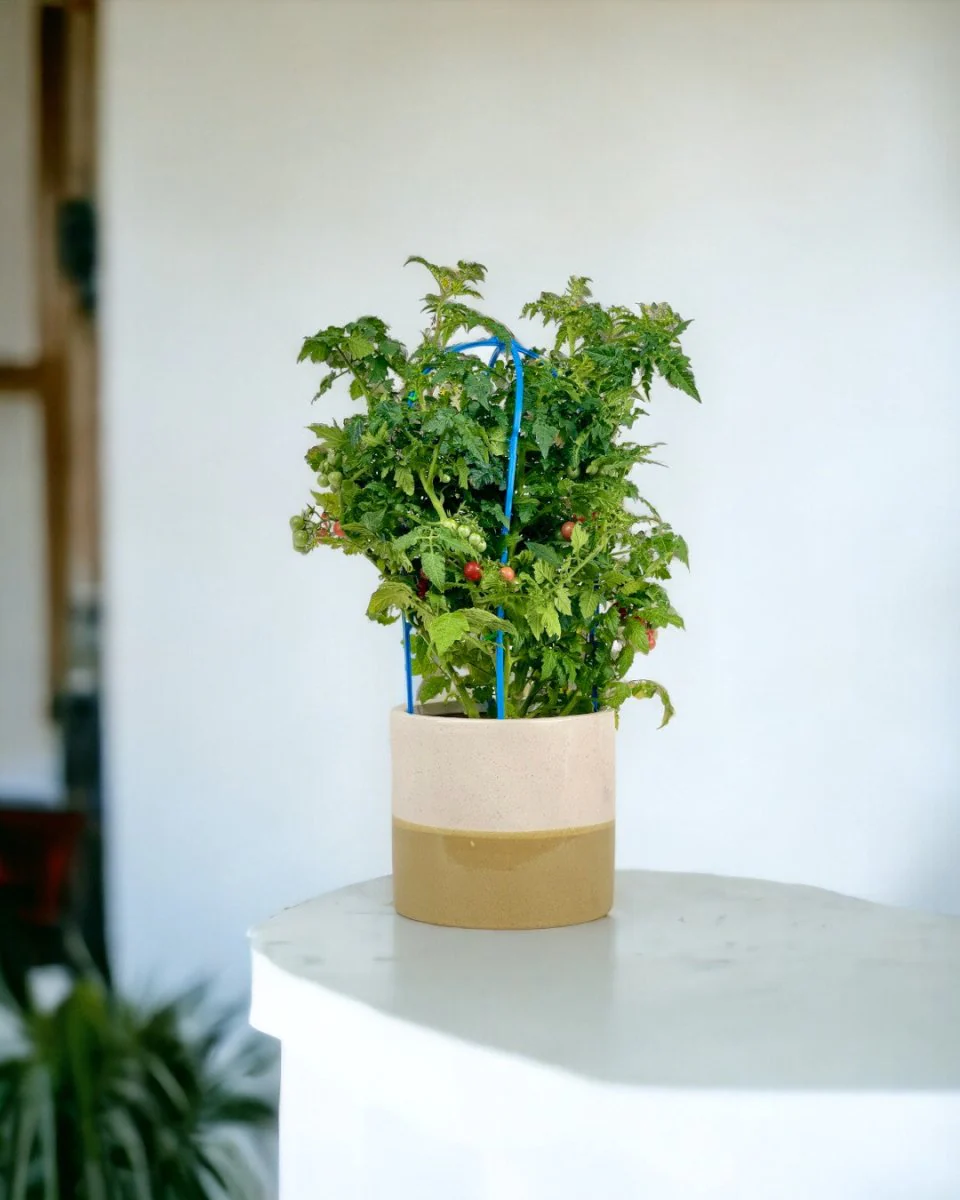 Cherry Tomato Plant - Image 2