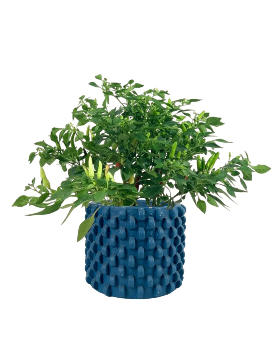 Chili Plant - Image 10
