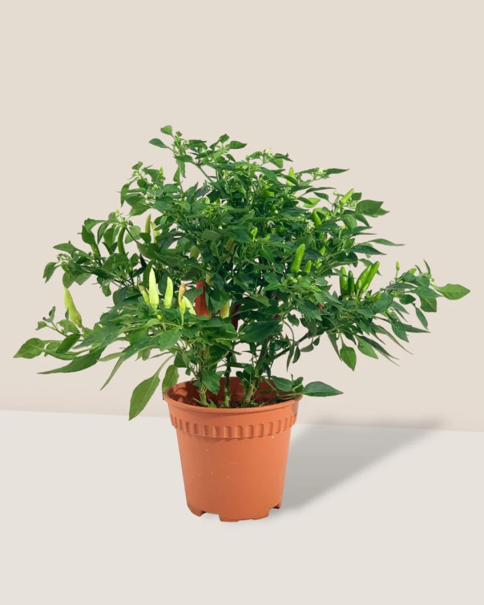 Chili Plant - Image 12