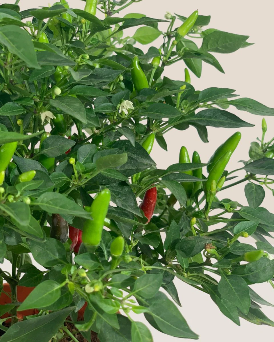 Chili Plant - Image 7