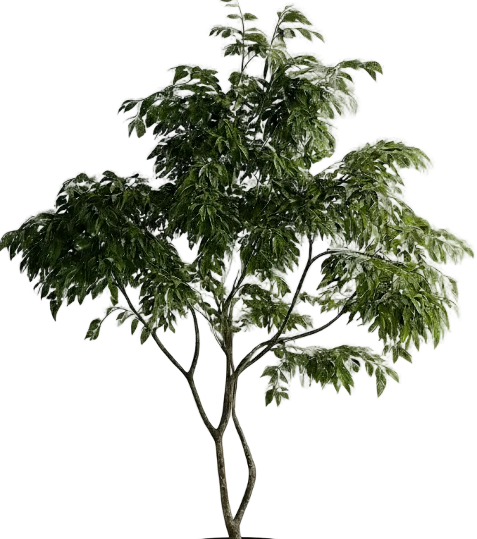 China Doll Tree - Real-Trunk Artificial - Image 15