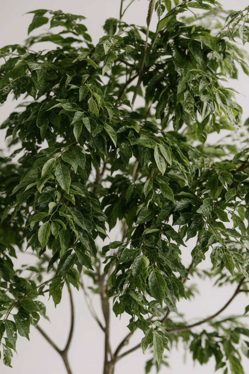 China Doll Tree - Real-Trunk Artificial - Image 2