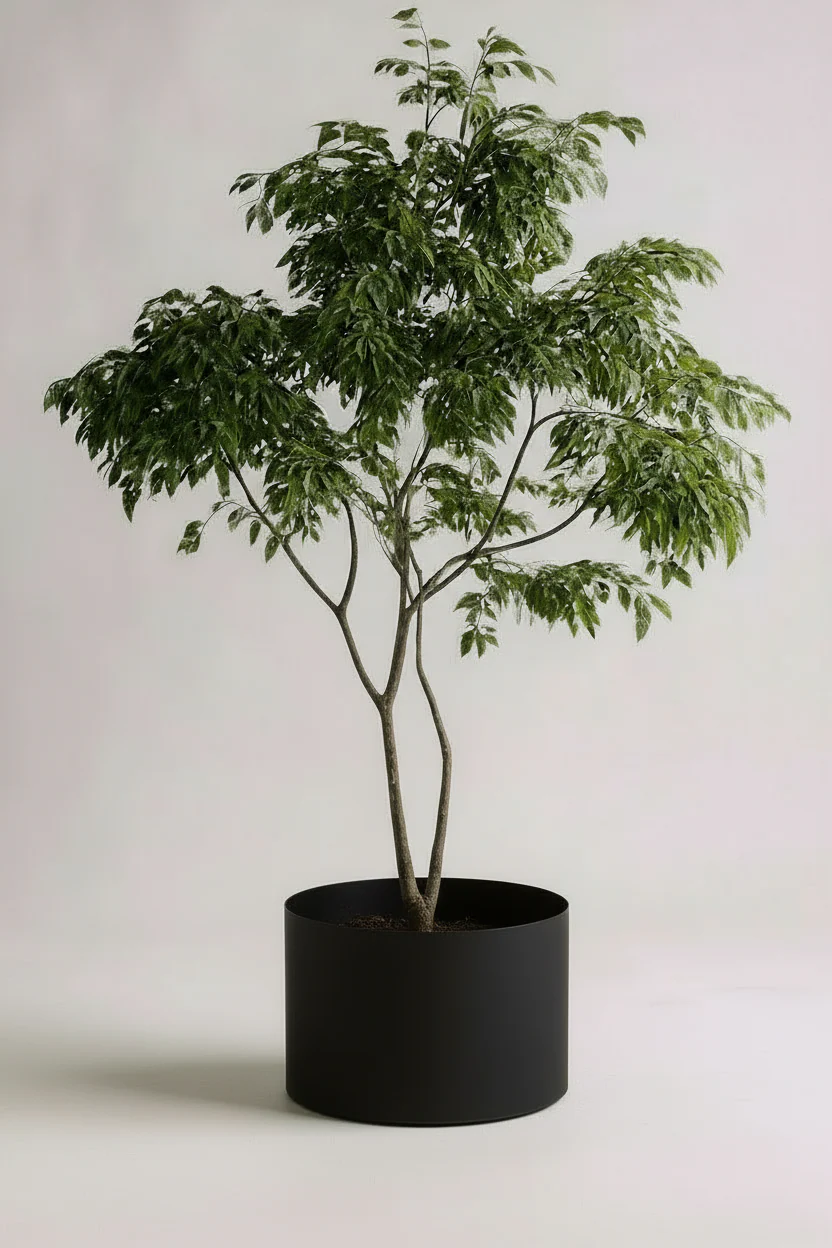 China Doll Tree - Real-Trunk Artificial - Image 6