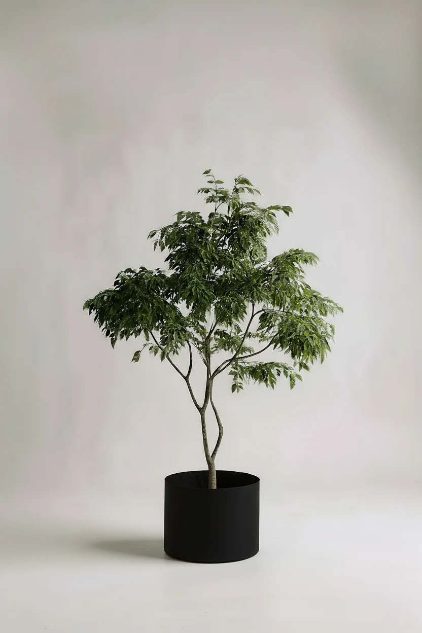 China Doll Tree - Real-Trunk Artificial - Image 8