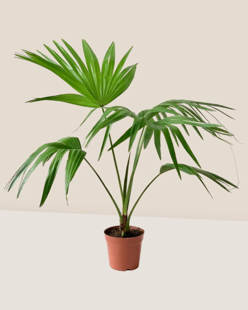 Chinese Fan Palm - Image 3