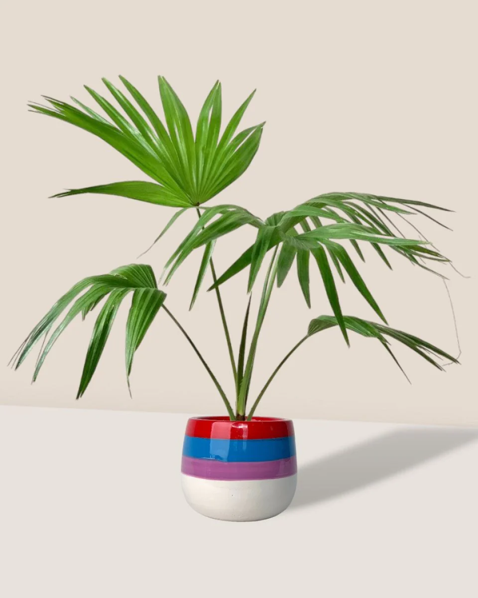 Chinese Fan Palm - Image 4