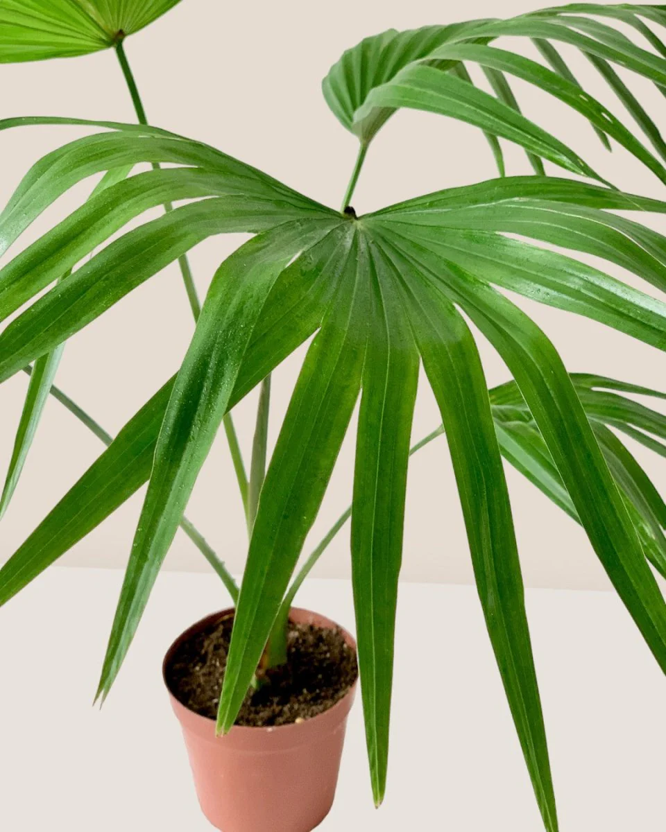Chinese Fan Palm - Image 5
