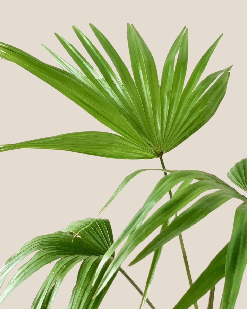 Chinese Fan Palm - Image 6