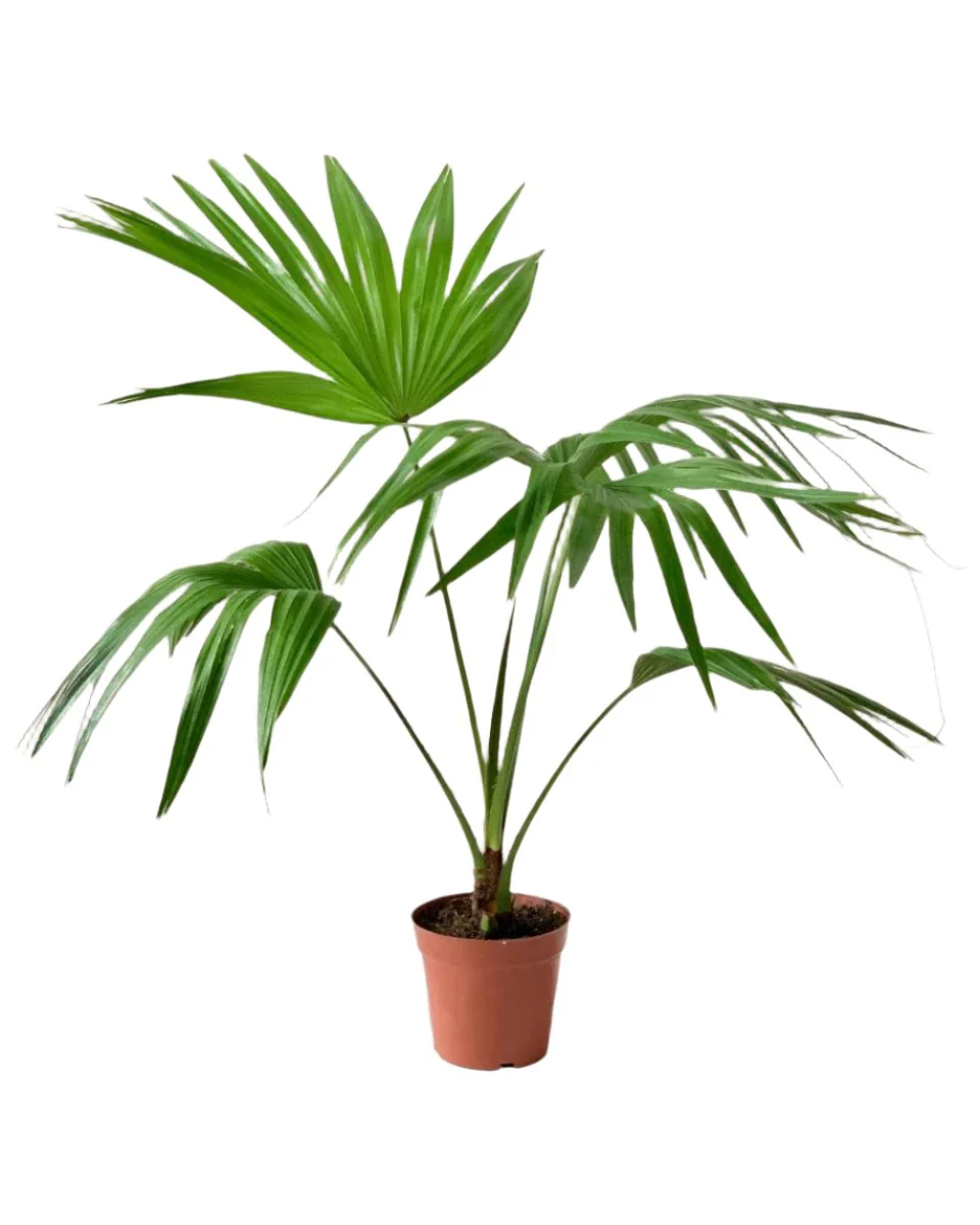 Chinese Fan Palm - Image 7