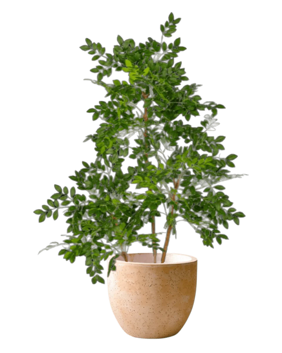 Chinese Money Tree (Life-like Artificial) - Image 19
