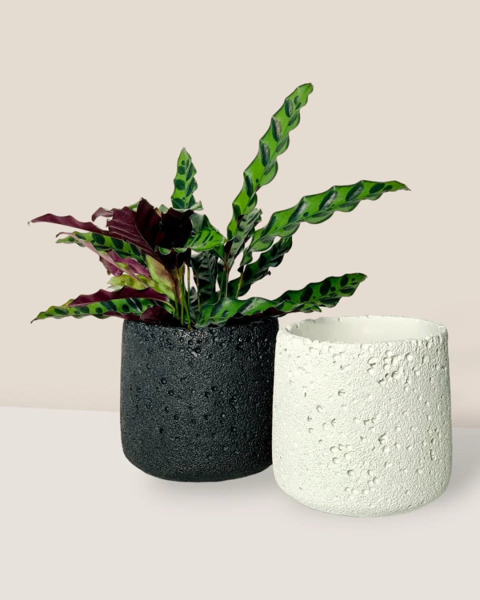 Coarse Cylinder Planter - Image 2