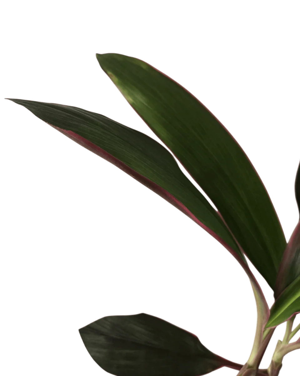 Cordyline Burgundy - Image 4