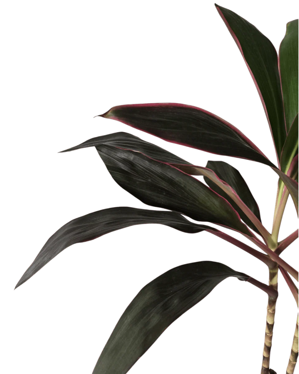 Cordyline Burgundy - Image 5