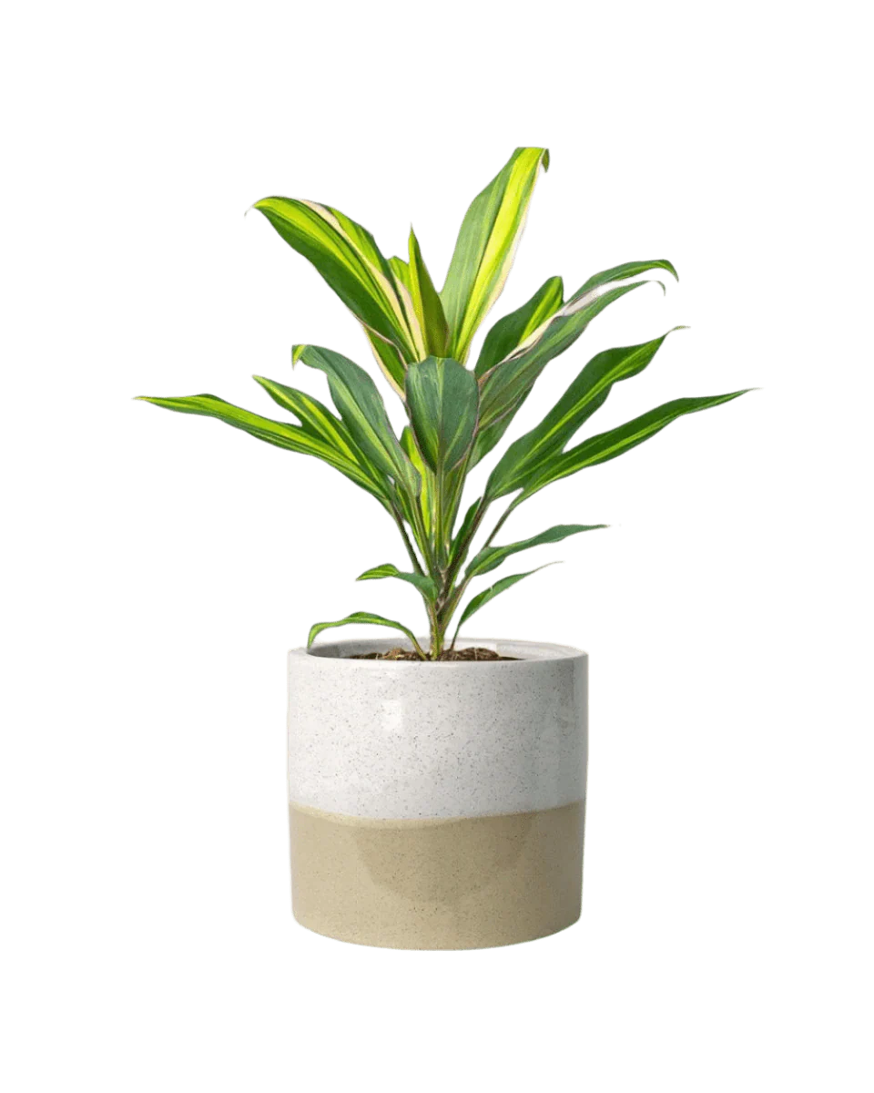 Cordyline Kiwi - Image 11