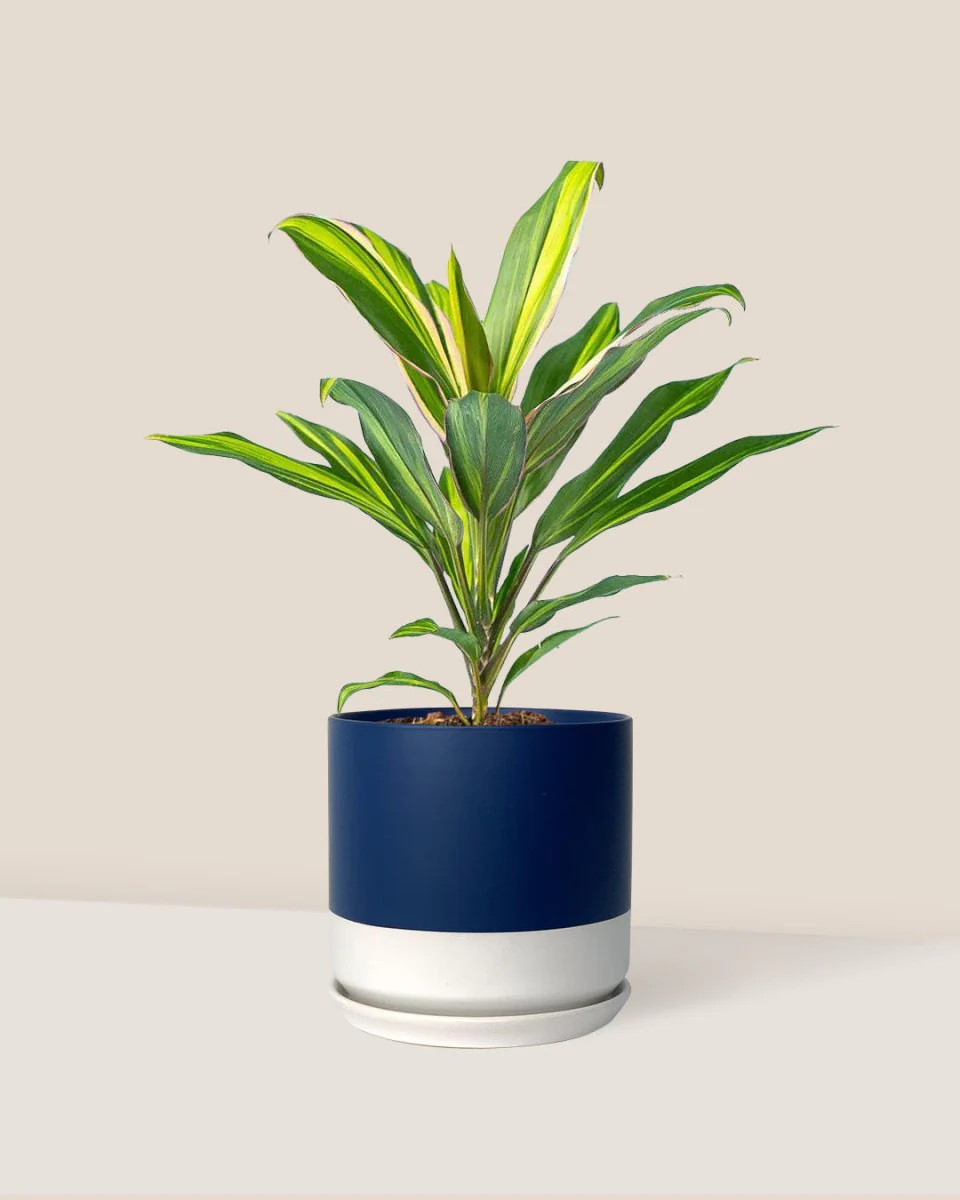 Cordyline Kiwi - Image 12
