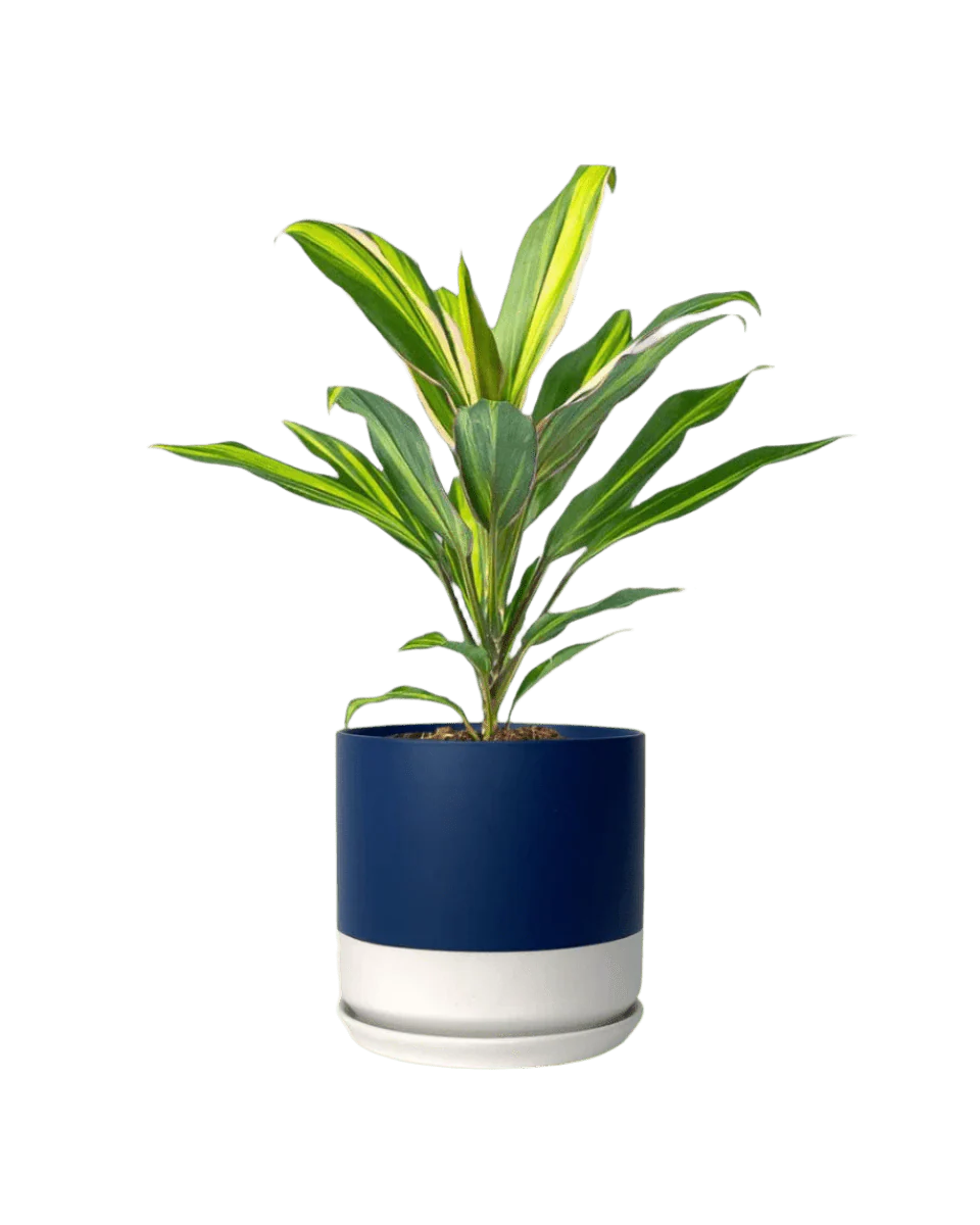 Cordyline Kiwi - Image 13