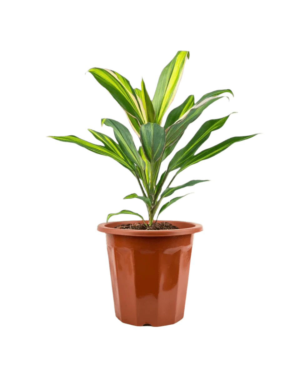 Cordyline Kiwi - Image 15