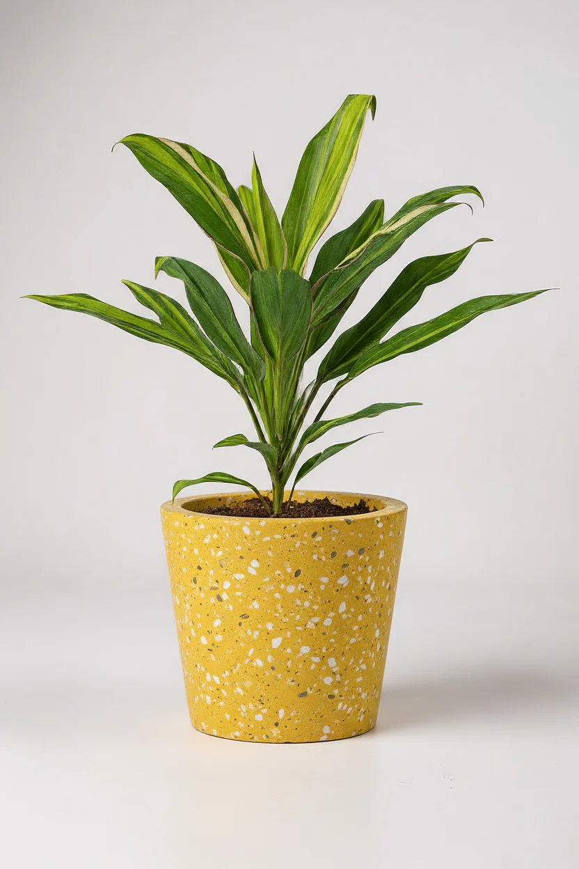 Cordyline Kiwi - Image 4