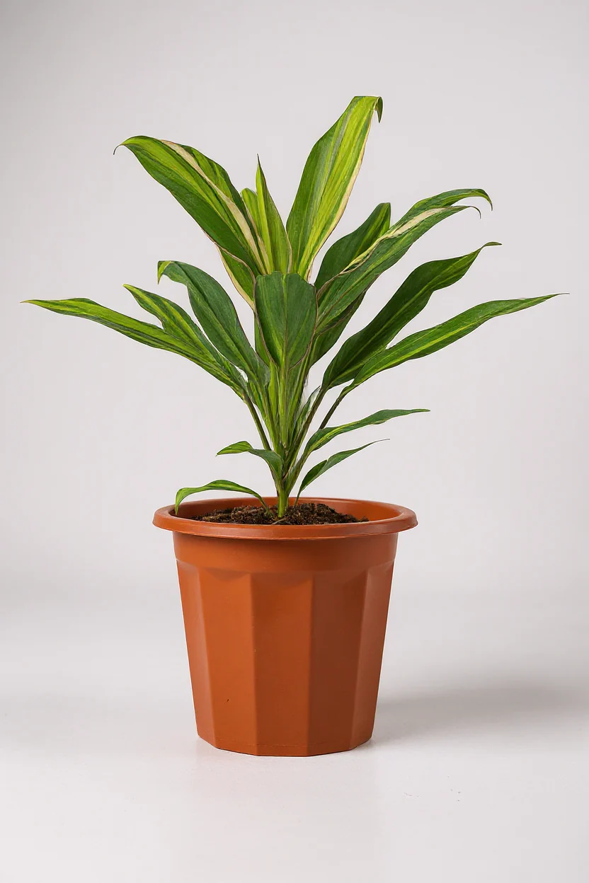 Cordyline Kiwi - Image 5