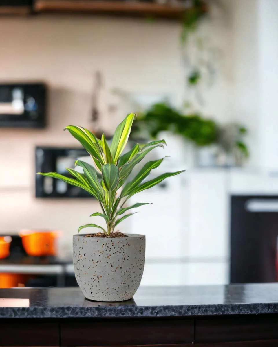 Cordyline Kiwi - Image 6