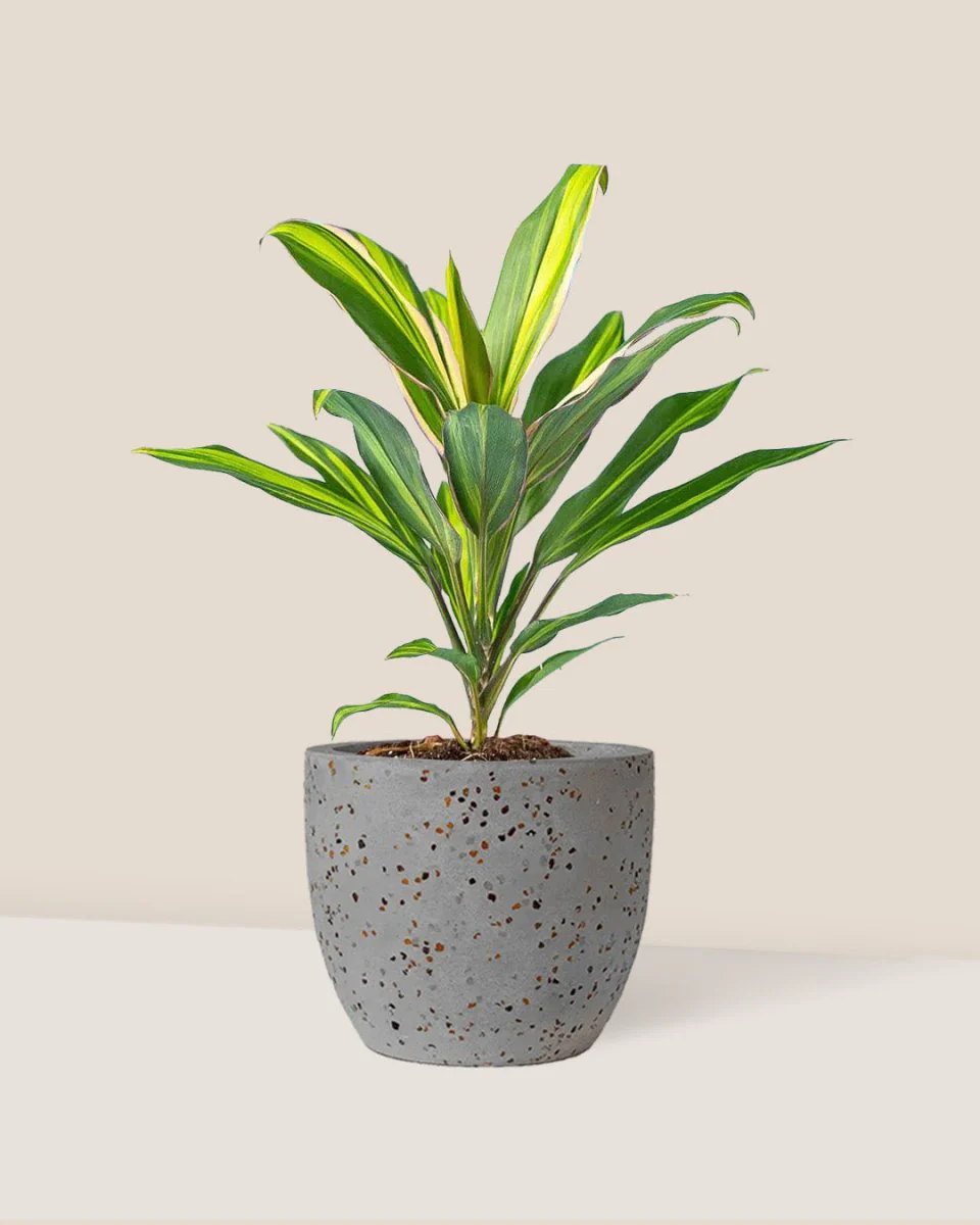 Cordyline Kiwi - Image 7