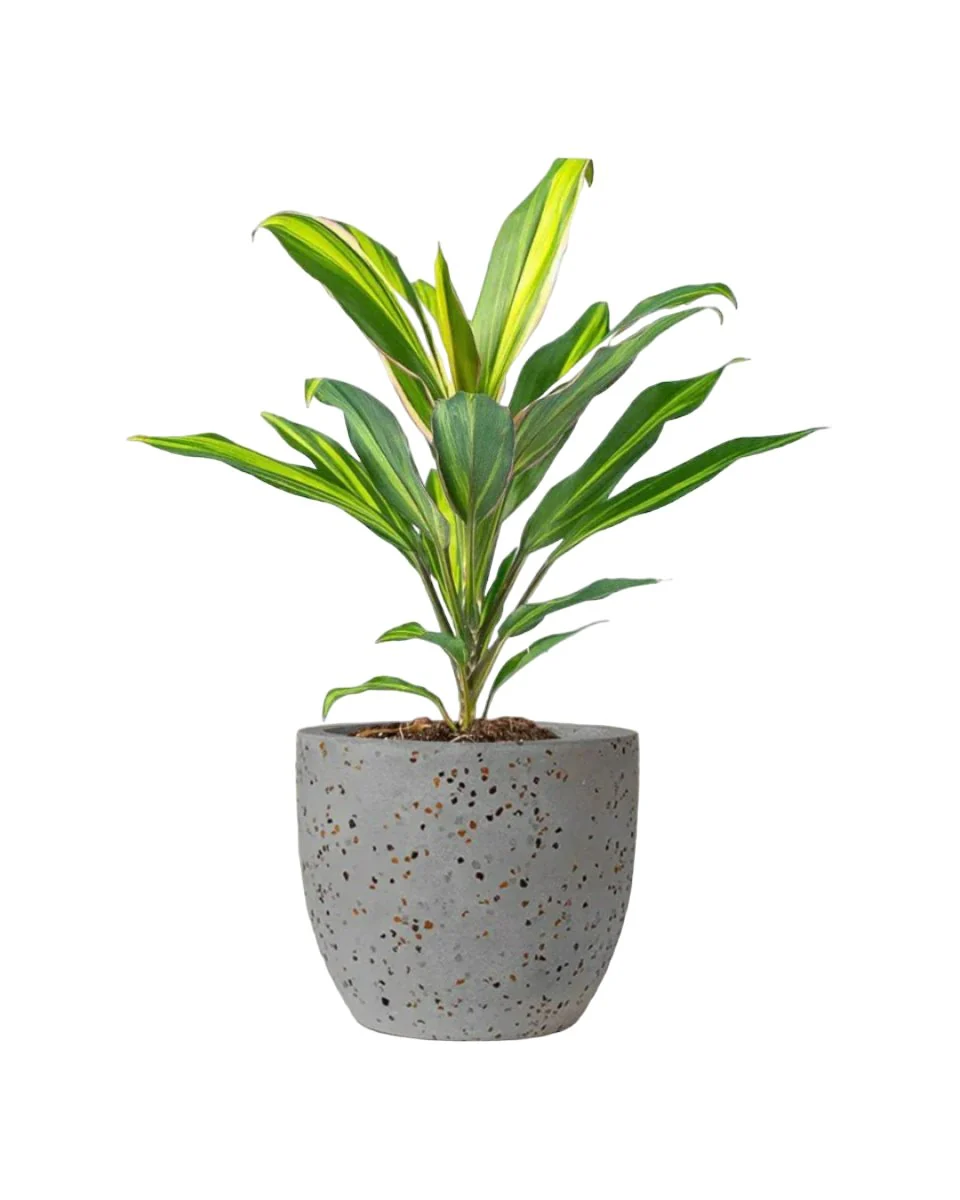 Cordyline Kiwi - Image 8